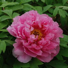 Пион Роу Фу Ронг / Розовая водяная лилия
