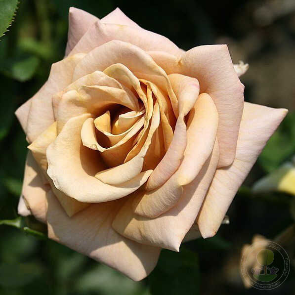 Чайно-гибридная роза Хани Дижон (Honey Dijon): описание, характеристики, фото, отзывы садоводов | Название сайта
