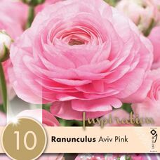Ранункулюс Авив розовый