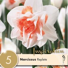 Нарцисс махровый Реплит