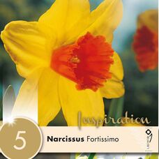 Нарцисс крупнокорончатый Фортиссимо