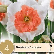 Нарцисс крупнокорончатый Прикоушес