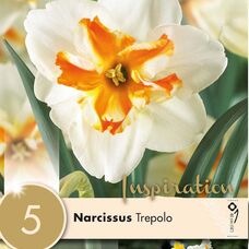 Нарцисс разрезнокорончатый Треполо
