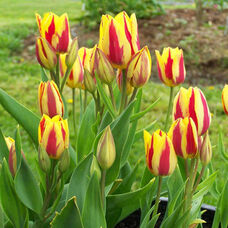 Тюльпан многоцветковый Спектакл