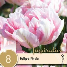 Тюльпан махровый Финола