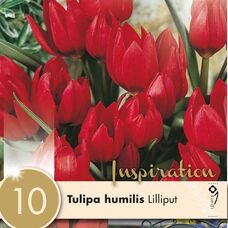 Тюльпан карликовый Лилипут