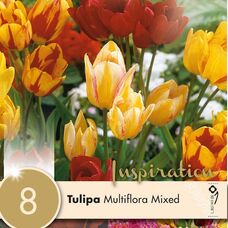 Тюльпан многоцветковый смесь