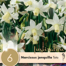 Нарцисс ботанический Тото