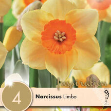 Нарцисс мелкокорончатый Лимбо