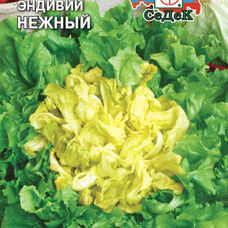 Салат эндивий Нежный (листовой)