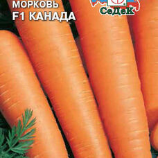 Морковь Канада