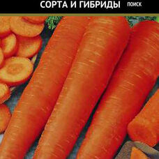 Морковь Осенний король (Поиск)
