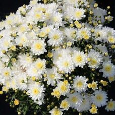 Хризантема многоцветковая Бранбич Вайт