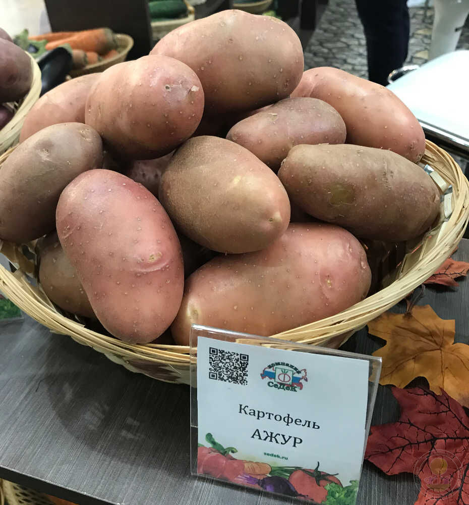 Картофель Ажур -  семена с доставкой