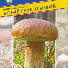 Мицелии грибов Белый гриб Дубовый